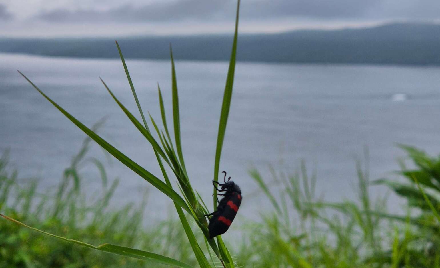 There’s A Mantis On The Table